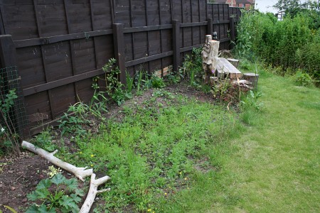 Plant growth in the meadow