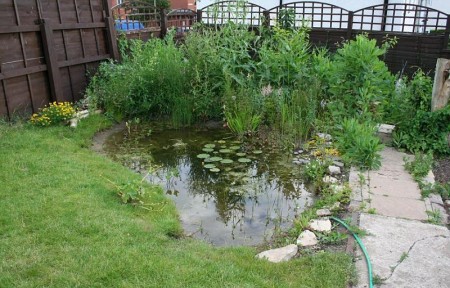 The pond on its first birthday in 2006