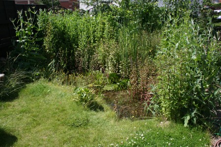 The pond on its third birthday in 2008