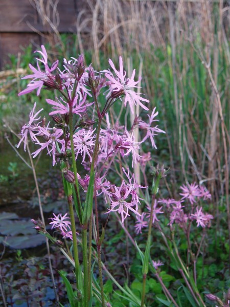 Ragged-robin flowers (Lychnis flos-cuculi)