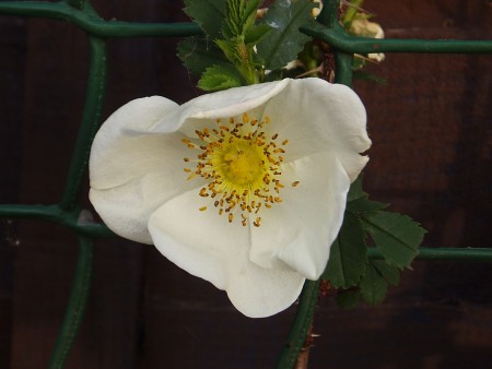 Burnet rose flower (Rosa pimpinellifolia)