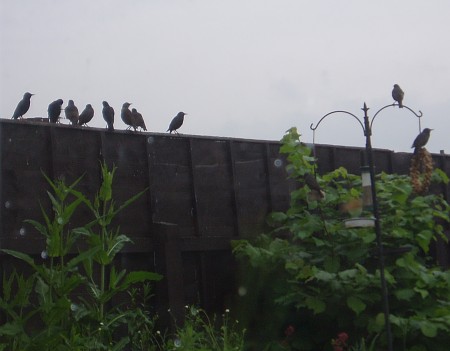 Starlings feeding in the garden