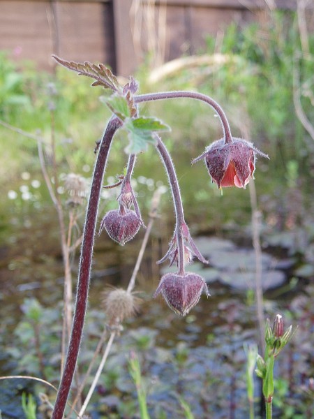 Water Avens flowers (Geum rivale)