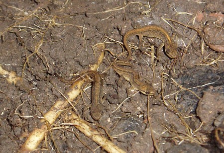 Three young smooth newts (Triturus vulgaris)