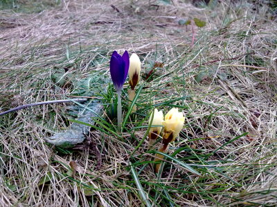 A group of crocuses in flower near the pond