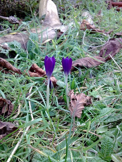 Two purple crocuses in flower next to the bird feeder