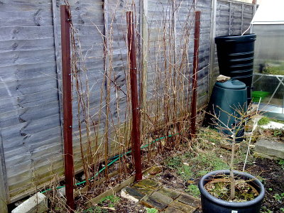 A picture of new posts to support the raspberry canes