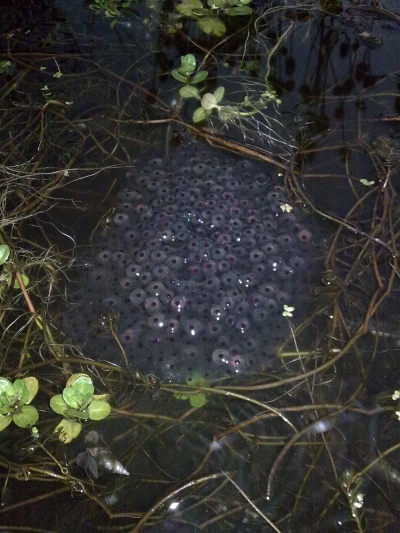 A clump of frog spawn in our pond (March 2009)