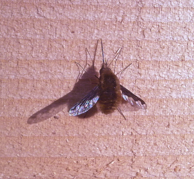 The bee-fly Bombylius major