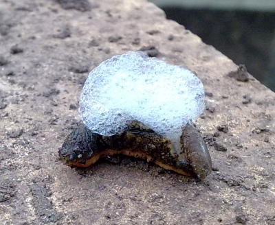 The shelled-slug, Testacella maugei