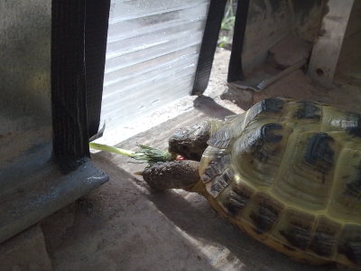 Hermes and a dandelion