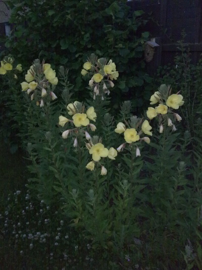 Evening primrose at dusk