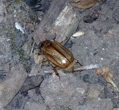 Summer chafer (Amphimallon solstitialis)