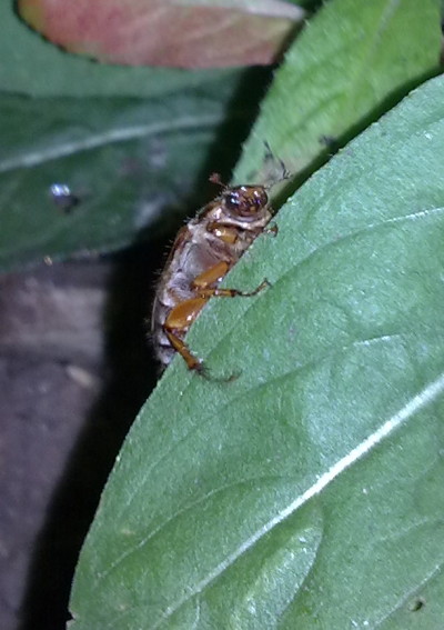 Another view of a Summer chafer (Amphimallon solstitialis)