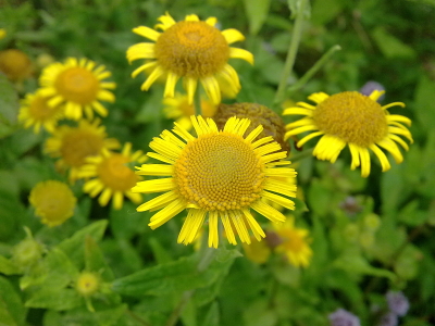 Common Fleabane flowers