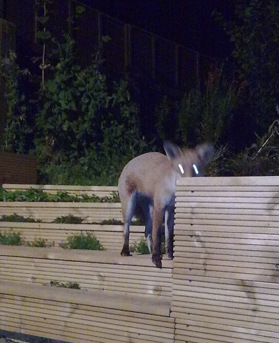 A young fox on the steps up to our garden