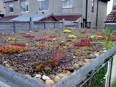 Flowering plants on our green roof