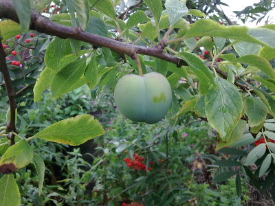 A greengage on our Old English Greengage tree