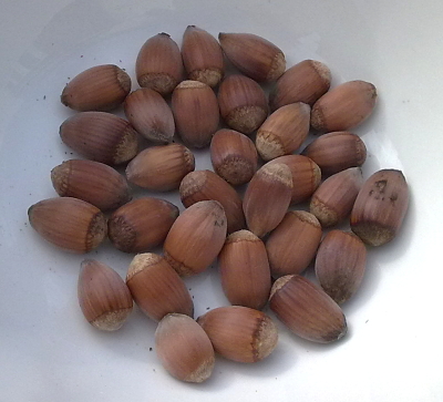 Hazel nuts after being removed from the husks