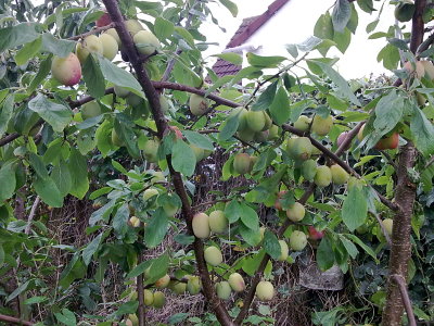 Plums growing on our Victoria plum tree