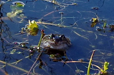 An adult frog in the pond (_Rana temporaria_)