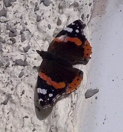 Red Admiral butterfly (_Vanessa atalanta_)