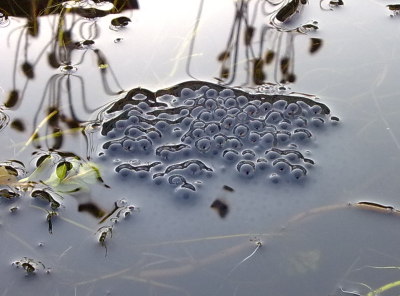 Frog spawn