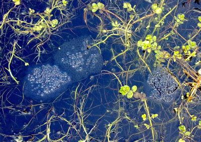 Three clumps of frog spawn